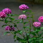 紫陽花_1851