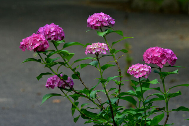 紫陽花_1851