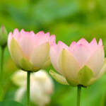蓮二輪_1902